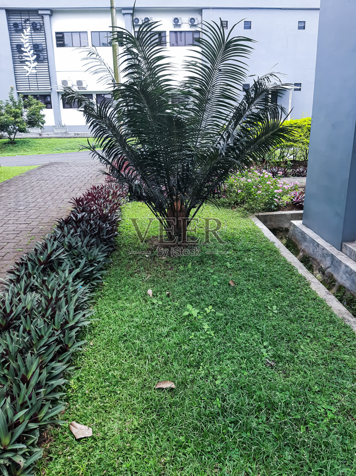 麦加朝圣蕨类植物照片摄影图片