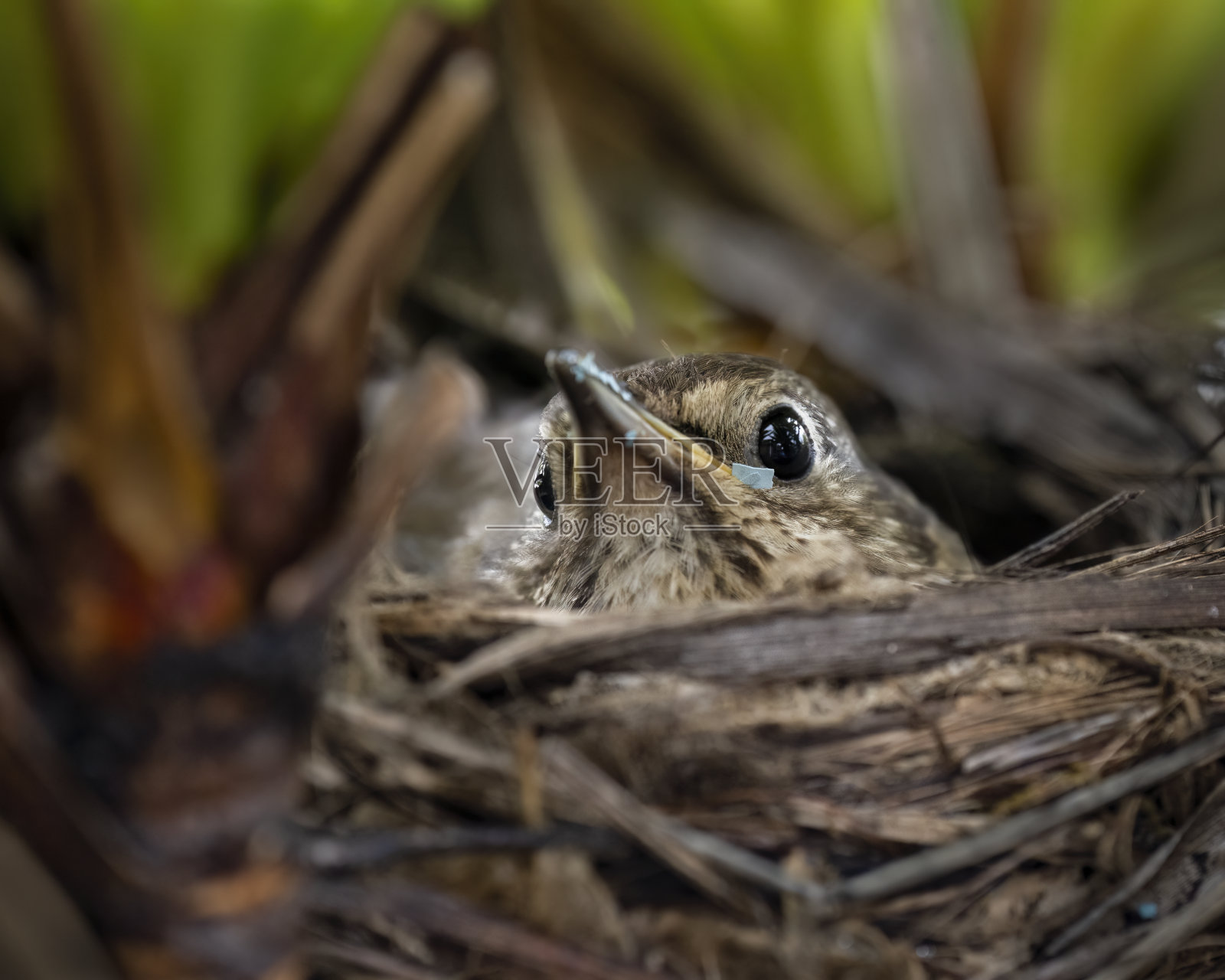 母歌鸫(Turdus philomelos)在巢中孵化她的蛋。剥去孵化蛋的蛋壳后，她喙上的蛋壳碎片。照片摄影图片