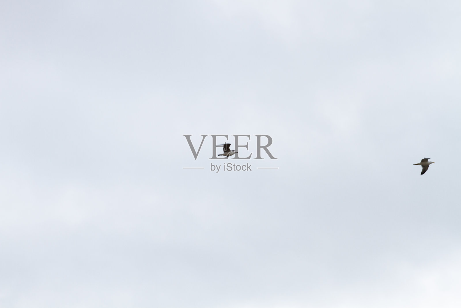 阴郁多云的天空，海鸥在飞翔照片摄影图片