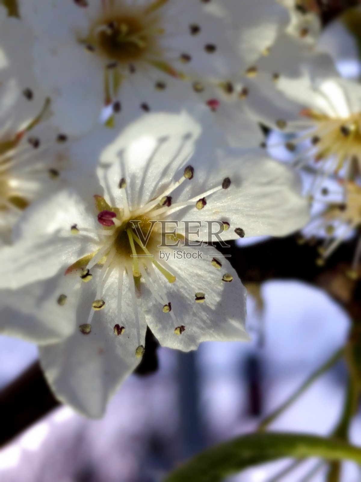 近距离观赏樱花照片摄影图片