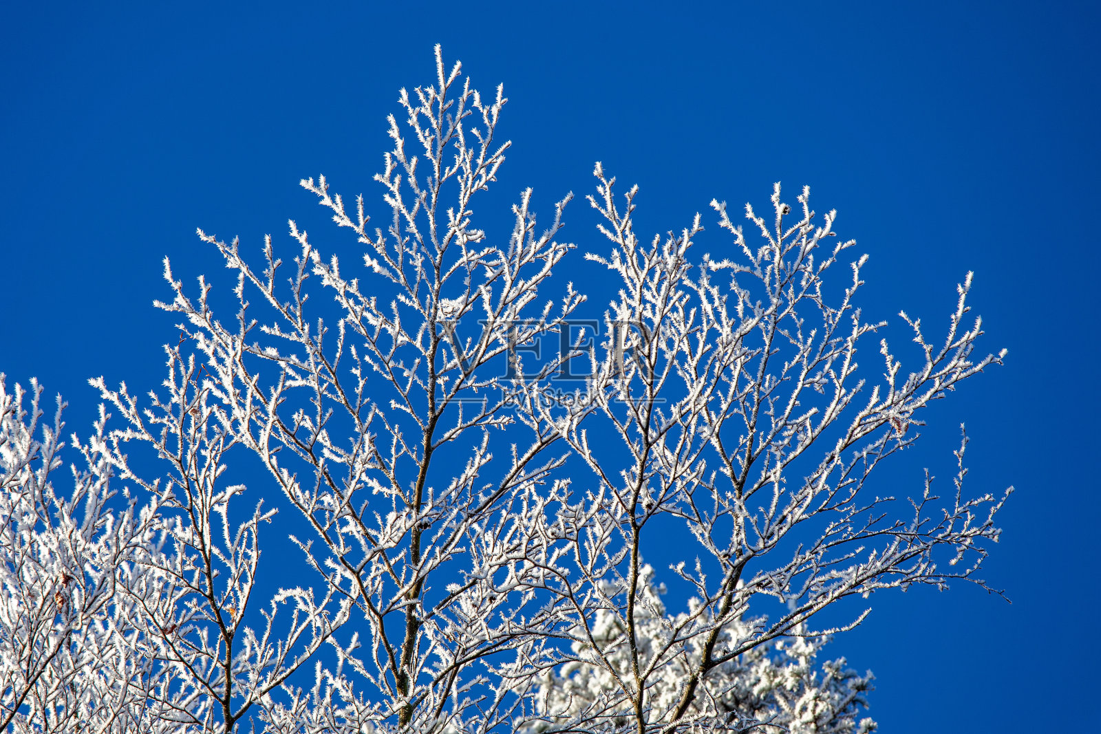 冬天的树枝在阳光下挂满了冰晶照片摄影图片