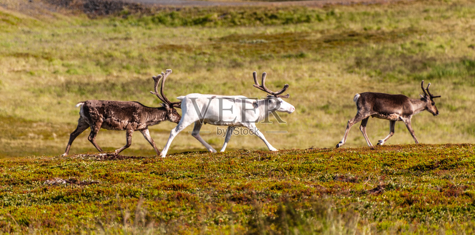挪威北部的驯鹿照片摄影图片