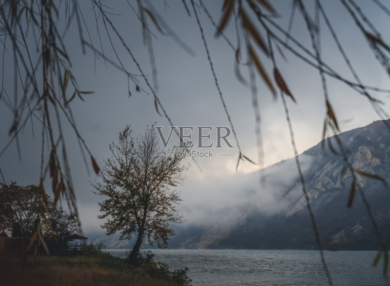 美丽多变的秋色。在雾蒙蒙的天气里，山湖边一棵树的剪影照片摄影图片