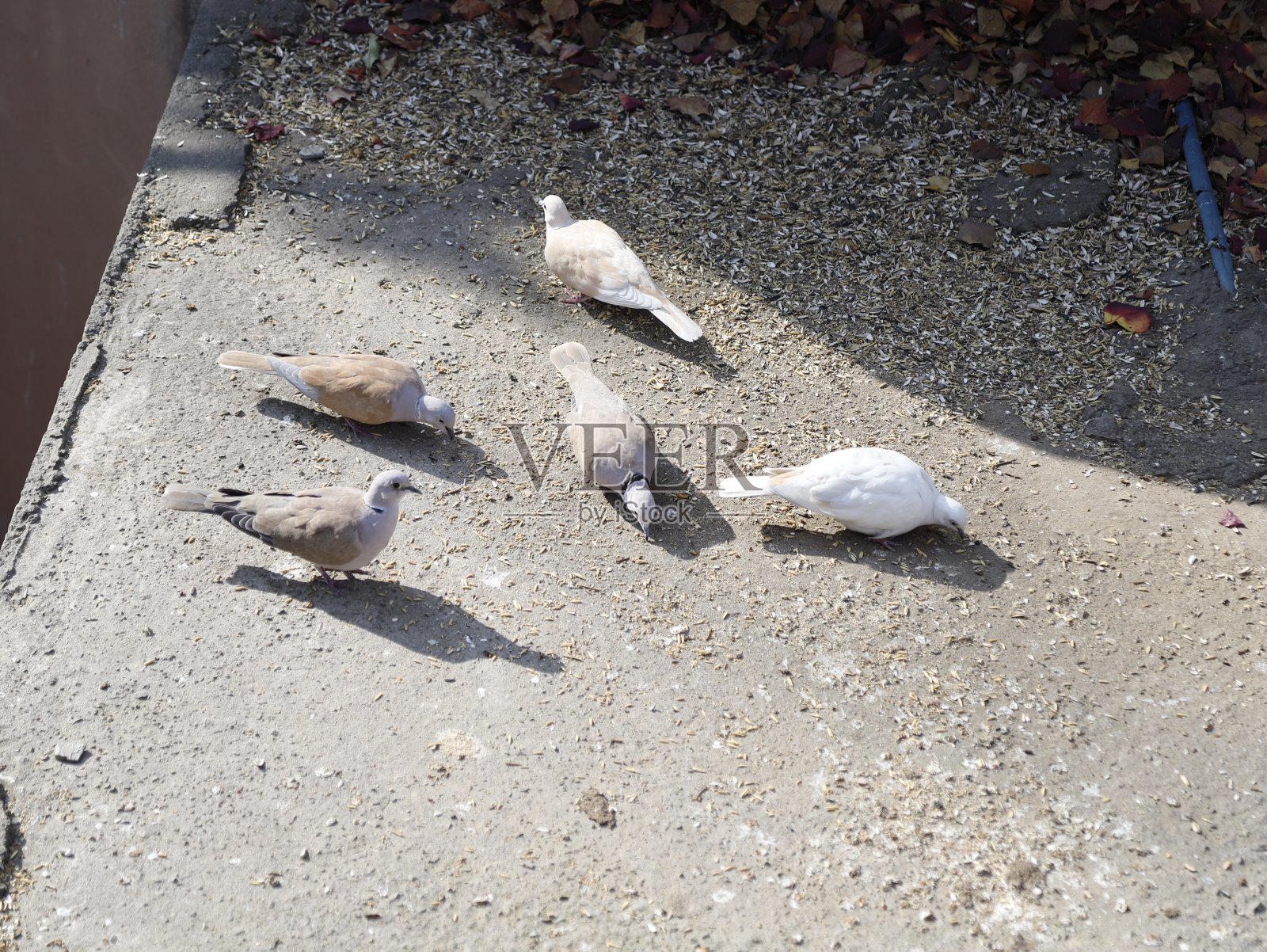 小鸟照片摄影图片