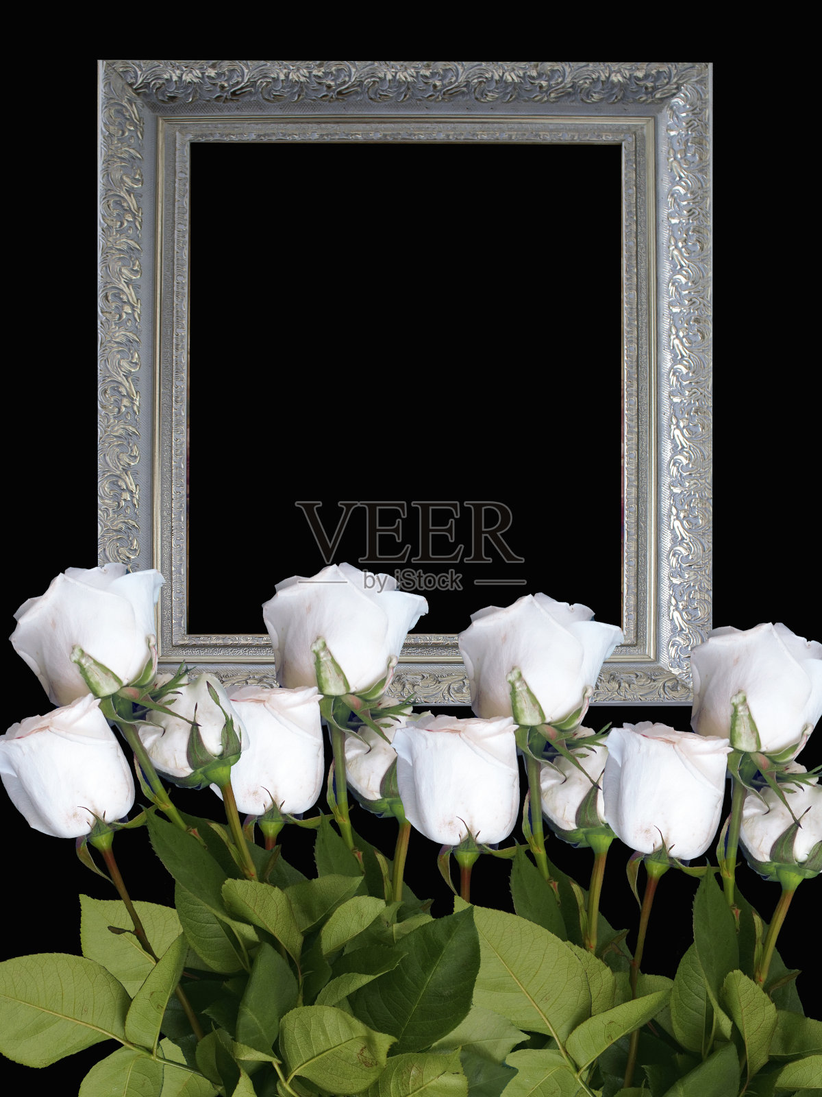 葬礼或守灵邀请白玫瑰。也可以作为横幅吗照片摄影图片