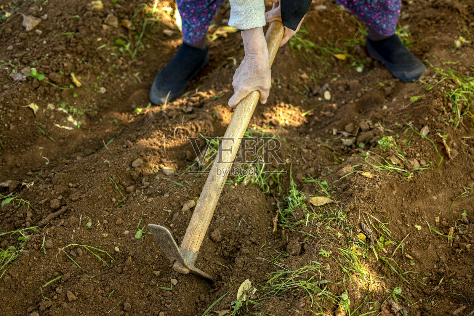 近距离的锄头工具挖掘孤立在花园里的地面上，高级妇女工作照片摄影图片