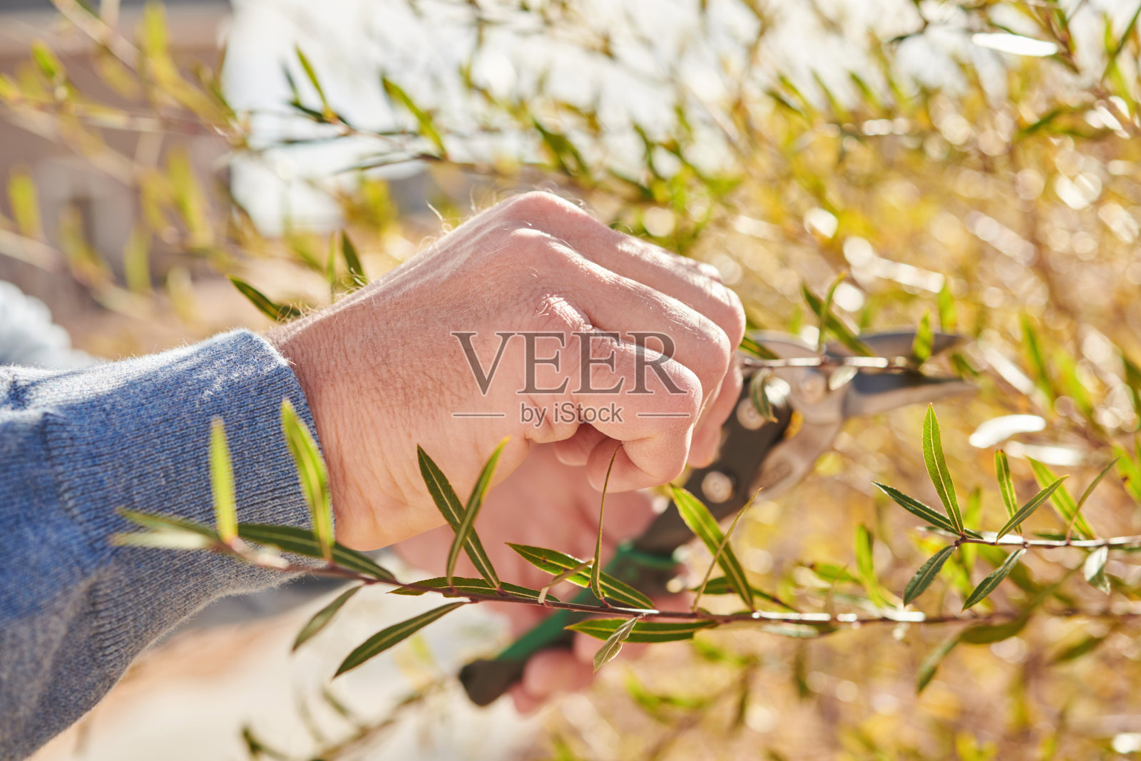 面目全非的中年男子用园艺剪刀修剪树枝照片摄影图片
