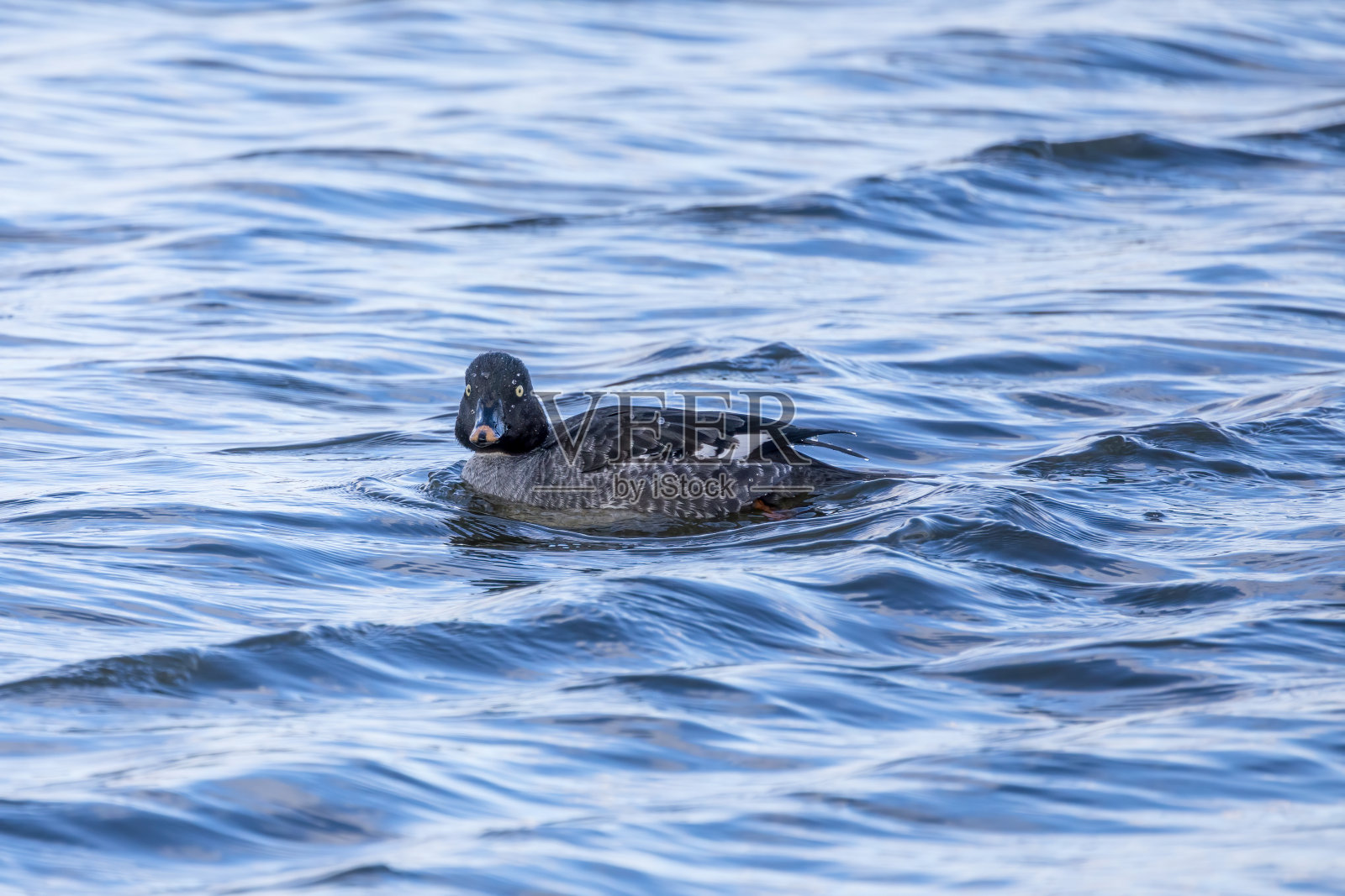 冬天池塘里的一只雌性普通金眼鱼。照片摄影图片