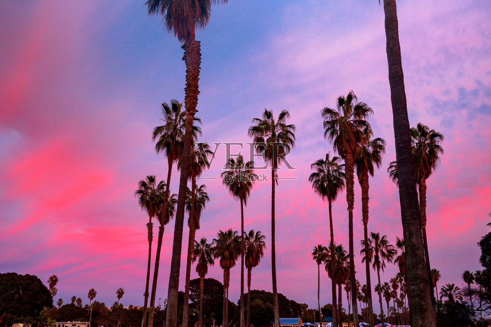 棕榈树和紫雾照片摄影图片