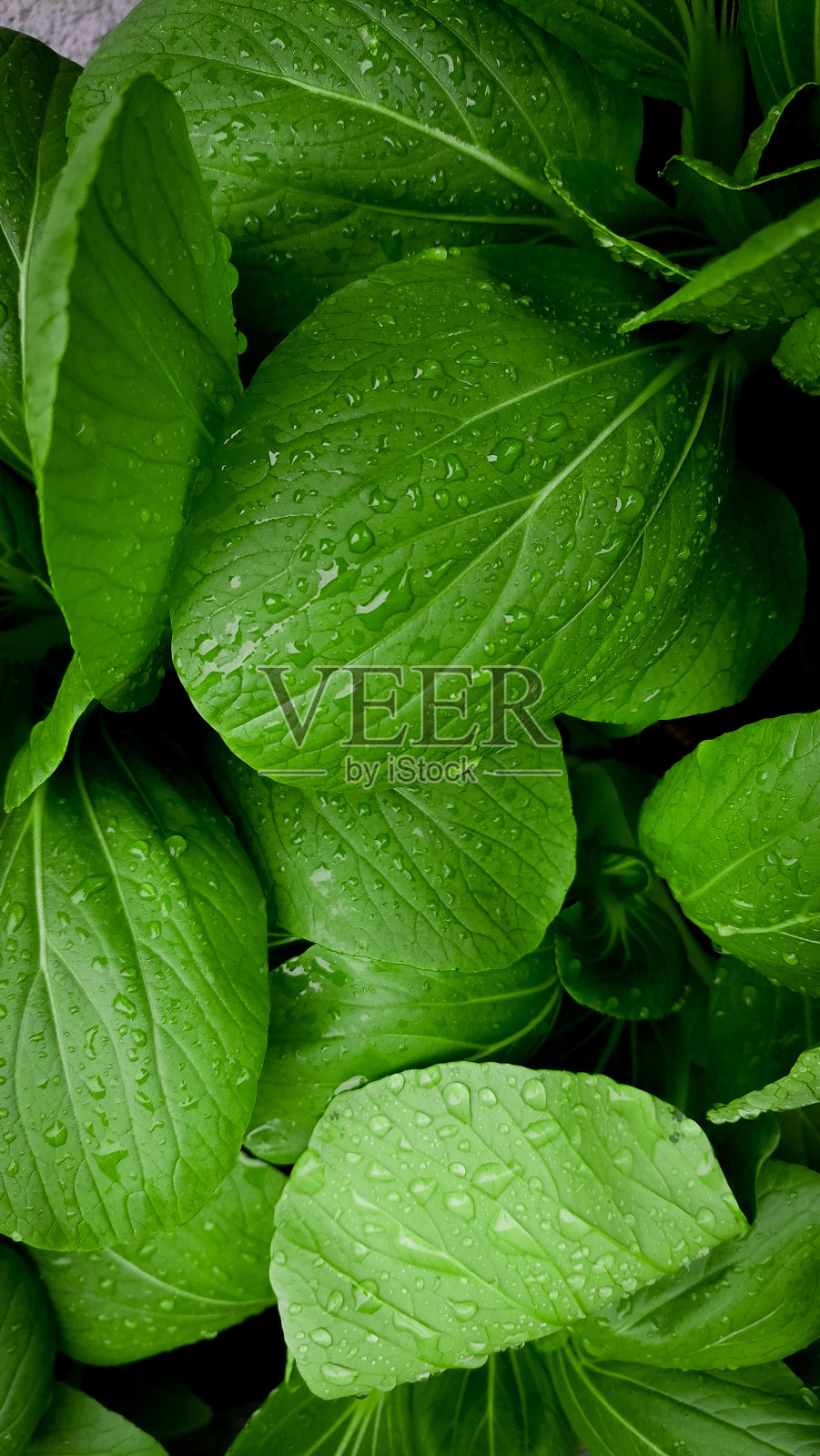 水培白豆照片摄影图片