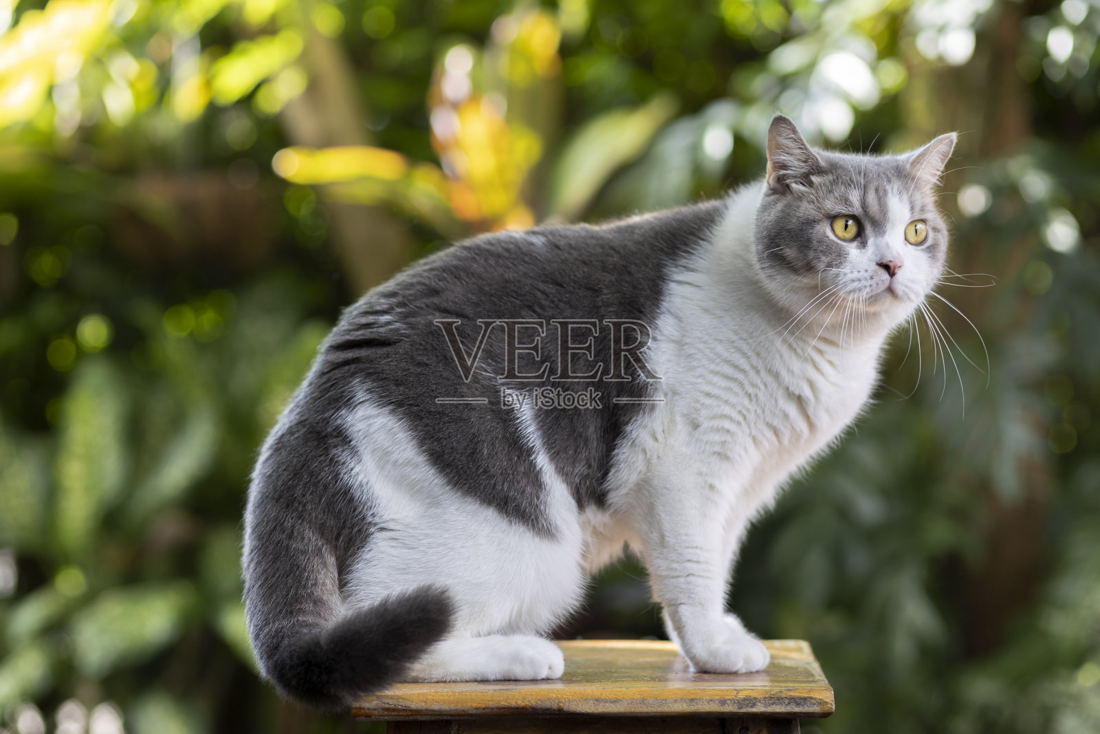 一只苏格兰折耳猫坐在花园里的绿草地上。虎斑蓝猫看起来什么。漂亮的白猫坐在地上。照片摄影图片