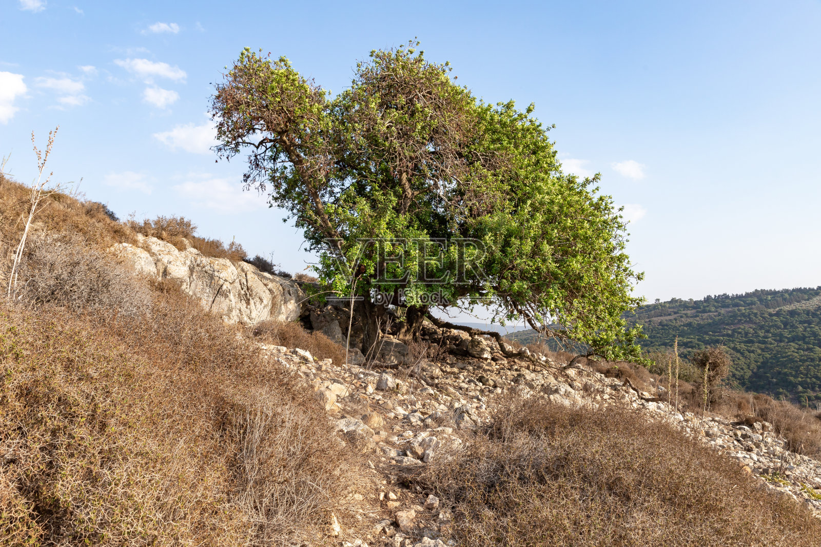 以色列北部约塔帕塔国家公园内古约塔帕塔城遗址上的大树照片摄影图片