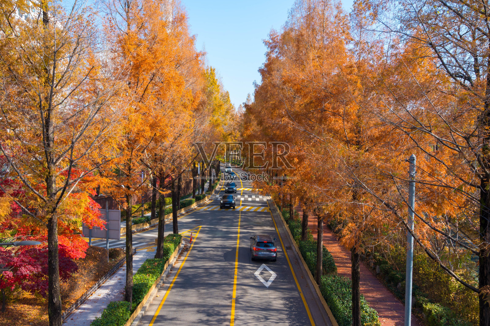 秋日彩树之路。在韩国首尔市。照片摄影图片