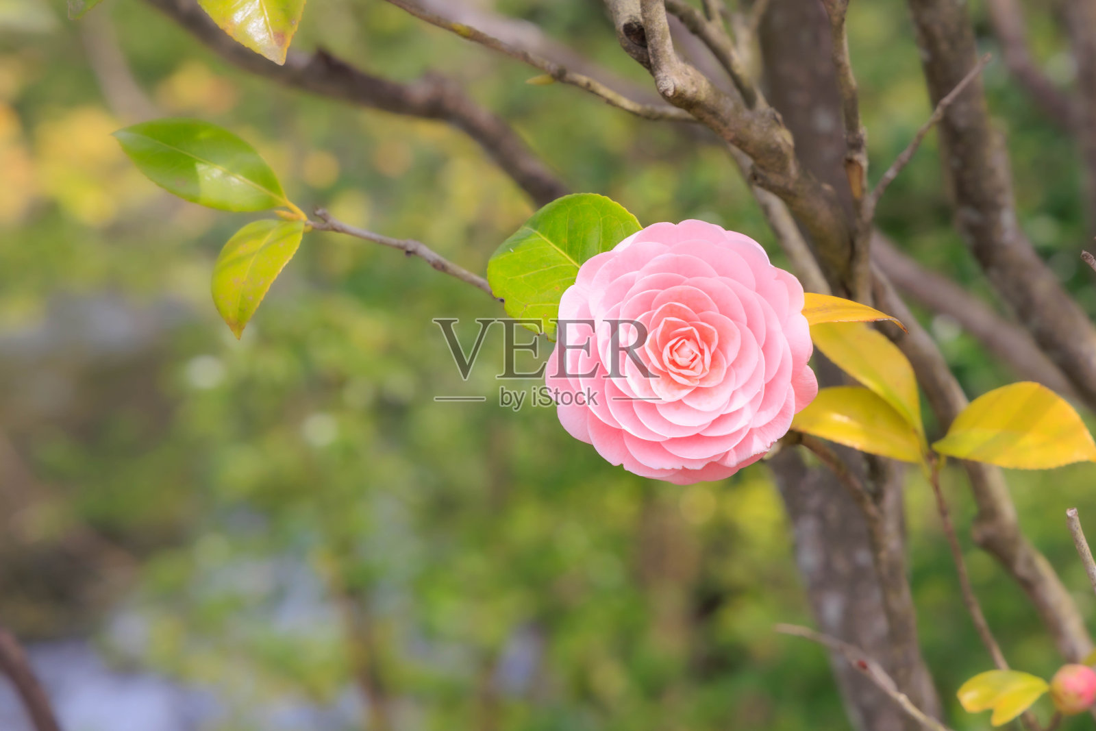 美丽的处女山茶花在春天照片摄影图片