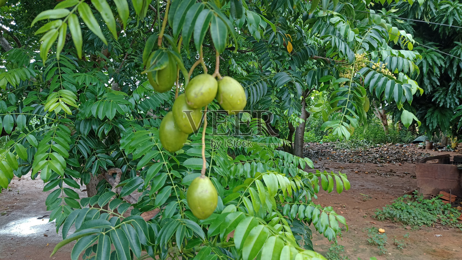 斯庞迪亚斯·蒙宾照片摄影图片
