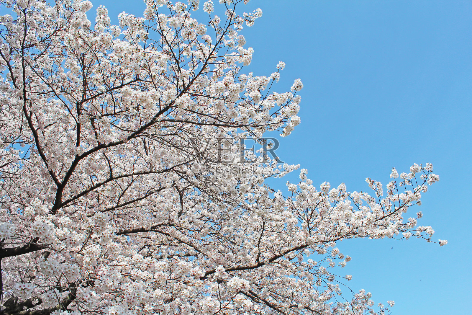 日本樱桃树，有些吉野花照片摄影图片