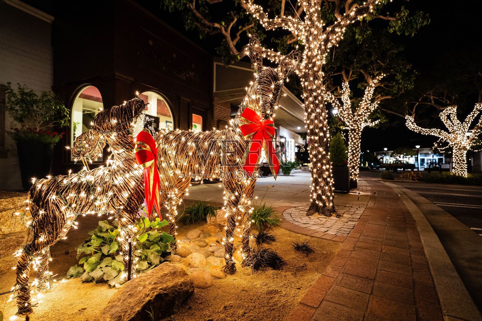 加州海边的鹿和挂着圣诞彩灯的树照片摄影图片