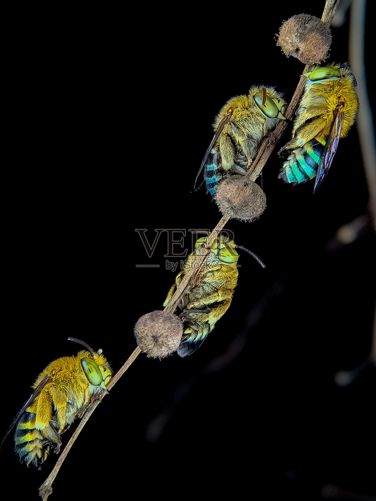 阿梅吉拉照片摄影图片