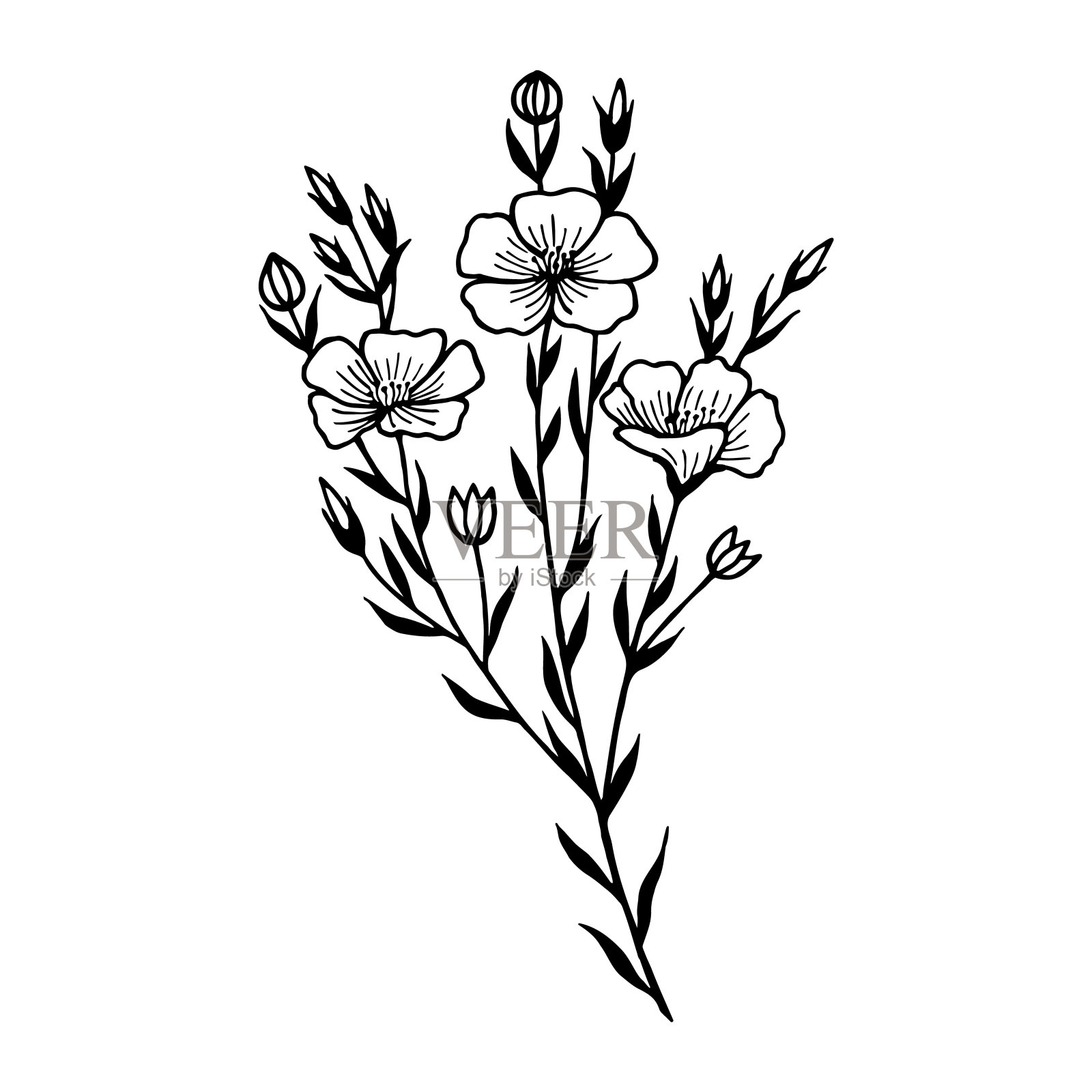 亚麻、鲜花。矢量股票插图eps10。轮廓，孤立在白色背景上。手绘。插画图片素材