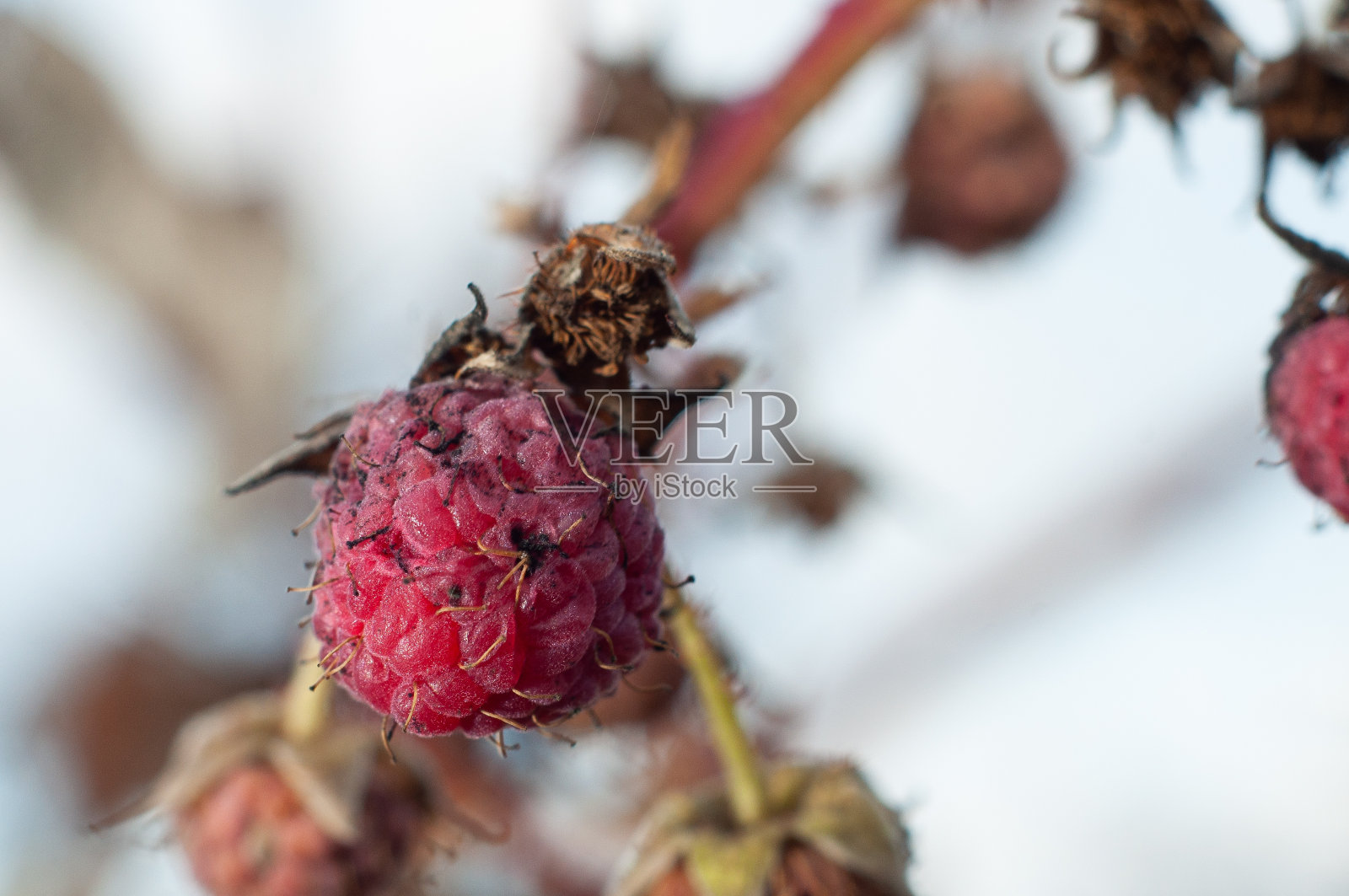 冰冻覆盆子的失收特写，微距摄影照片摄影图片