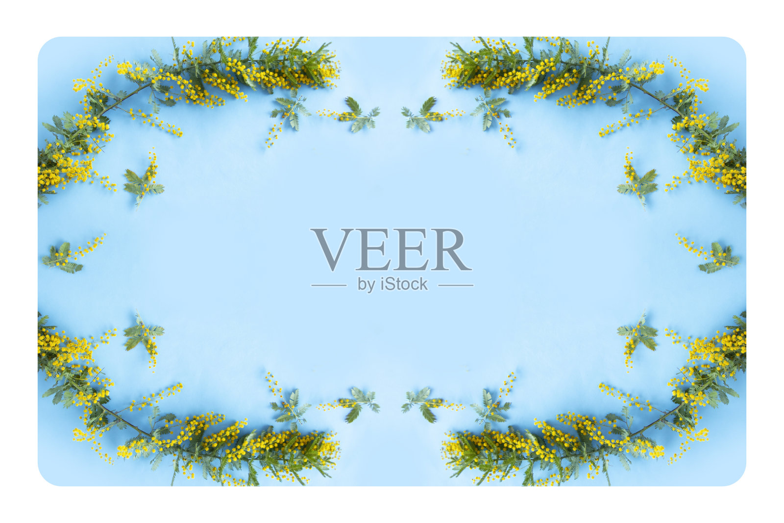 含羞草框架照片摄影图片