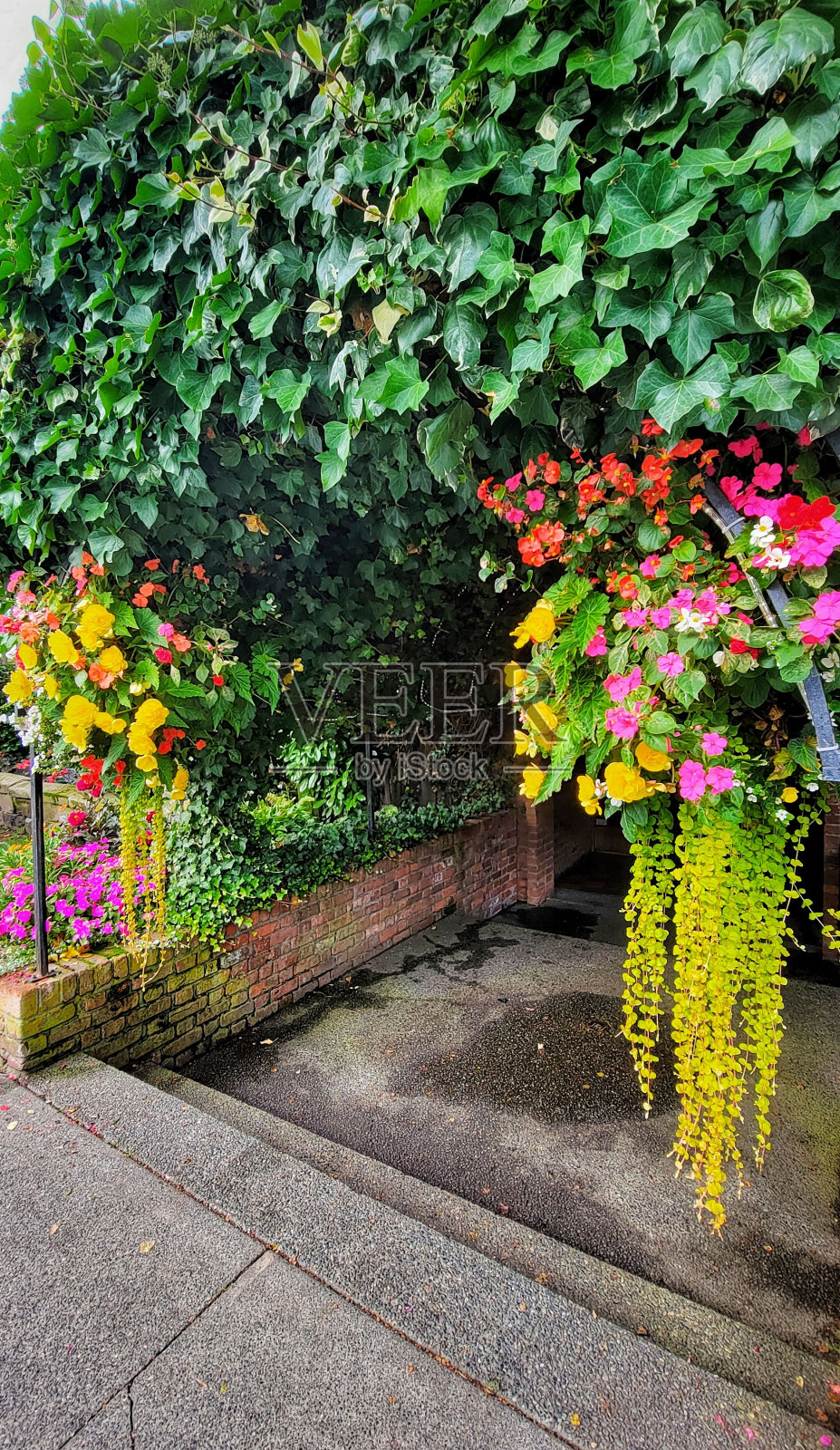 垂直拍摄一个美丽的花园，有五颜六色的花朵和爬山虎的叶子。照片摄影图片
