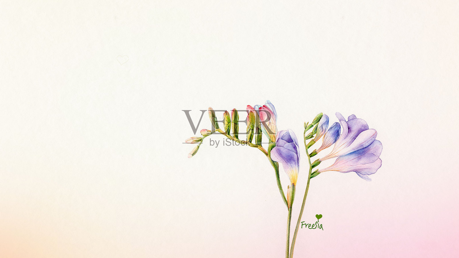 水彩小苍兰花插画图片素材