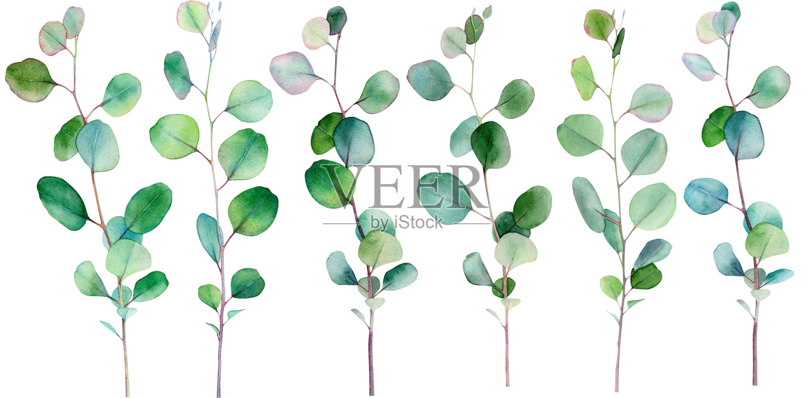 水彩桉树剪纸，桉树叶干，桉树安排插画图片素材
