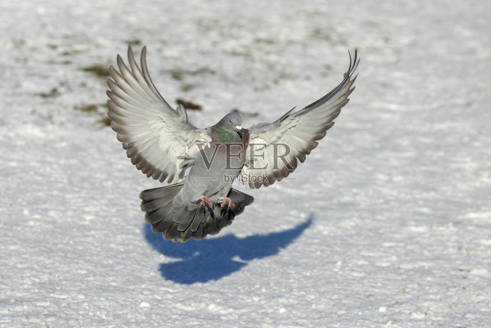 野鸽(家鸽或城市鸽)照片摄影图片