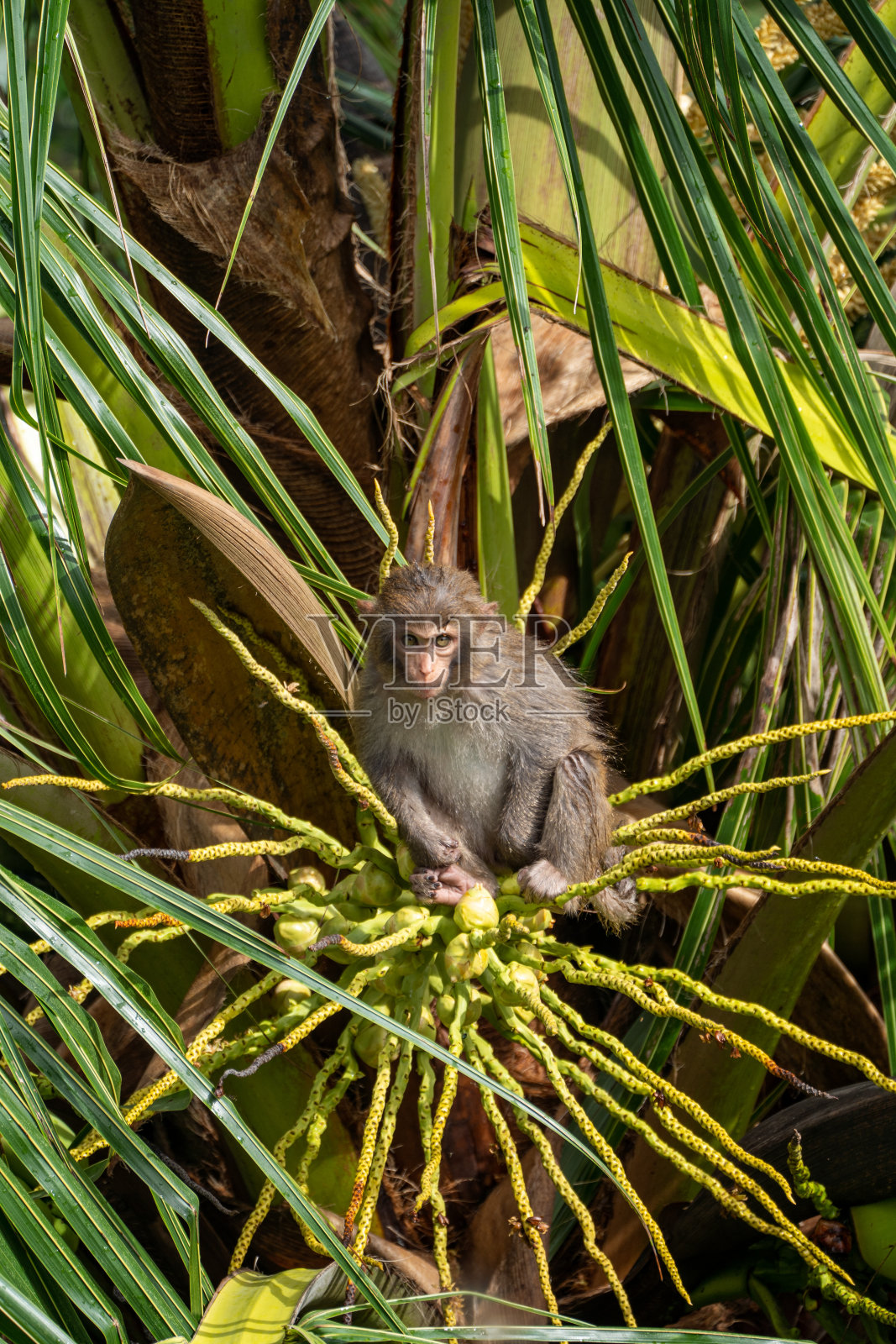 野生猪尾猕猴在热带天堂岘港，越南在东南亚照片摄影图片