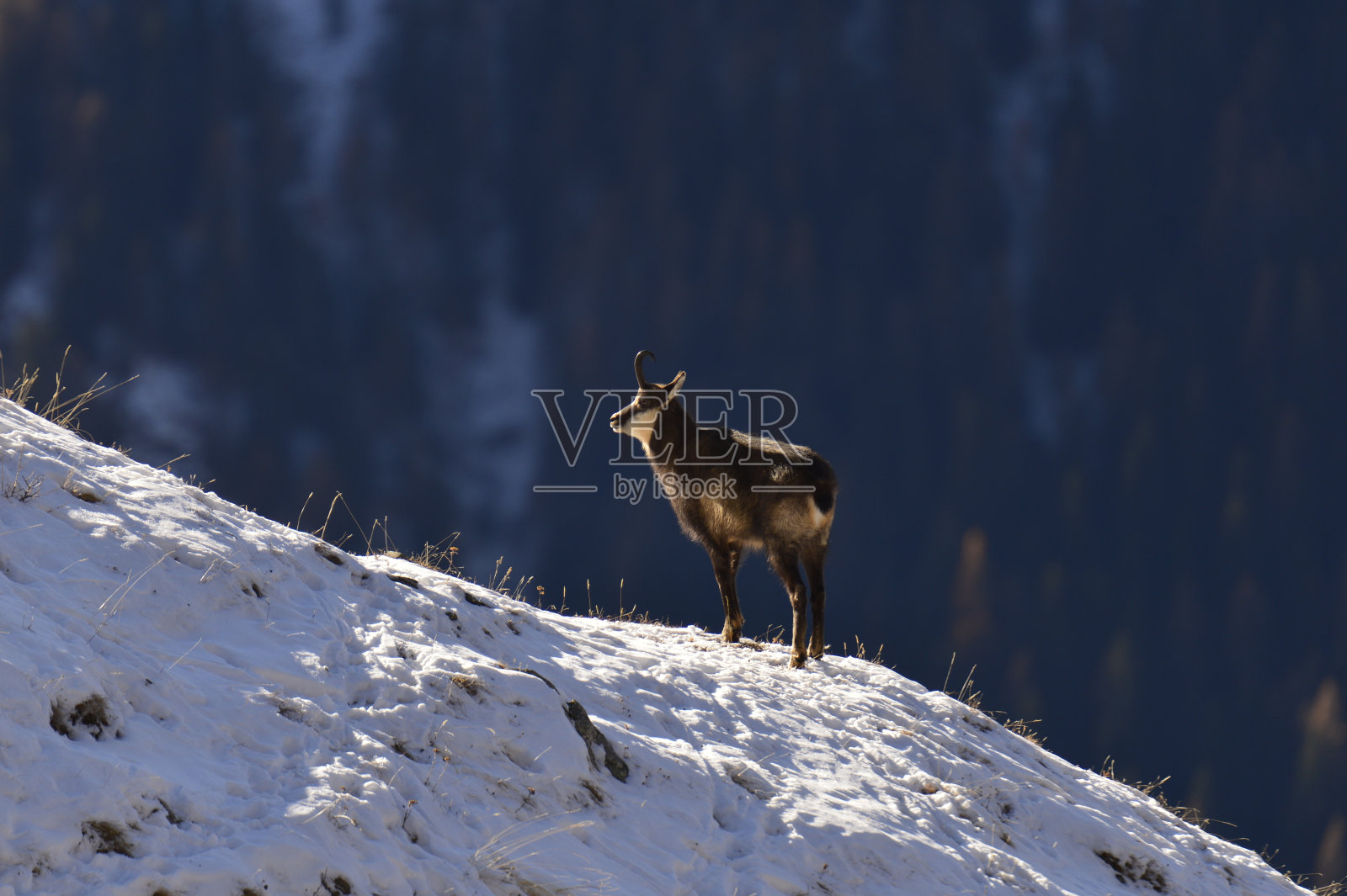 Alpine羚羊照片摄影图片