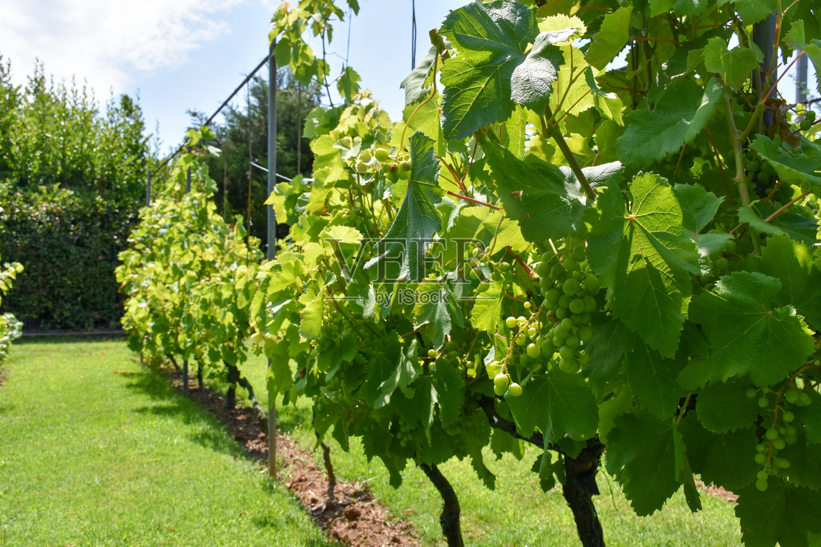 葡萄园。葡萄藤园照片摄影图片