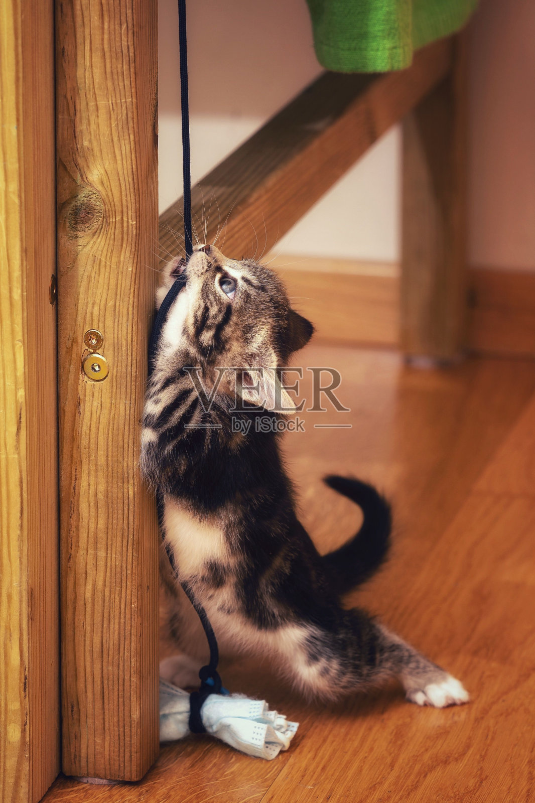 垂直拍摄的小猫在公寓里玩耍照片摄影图片