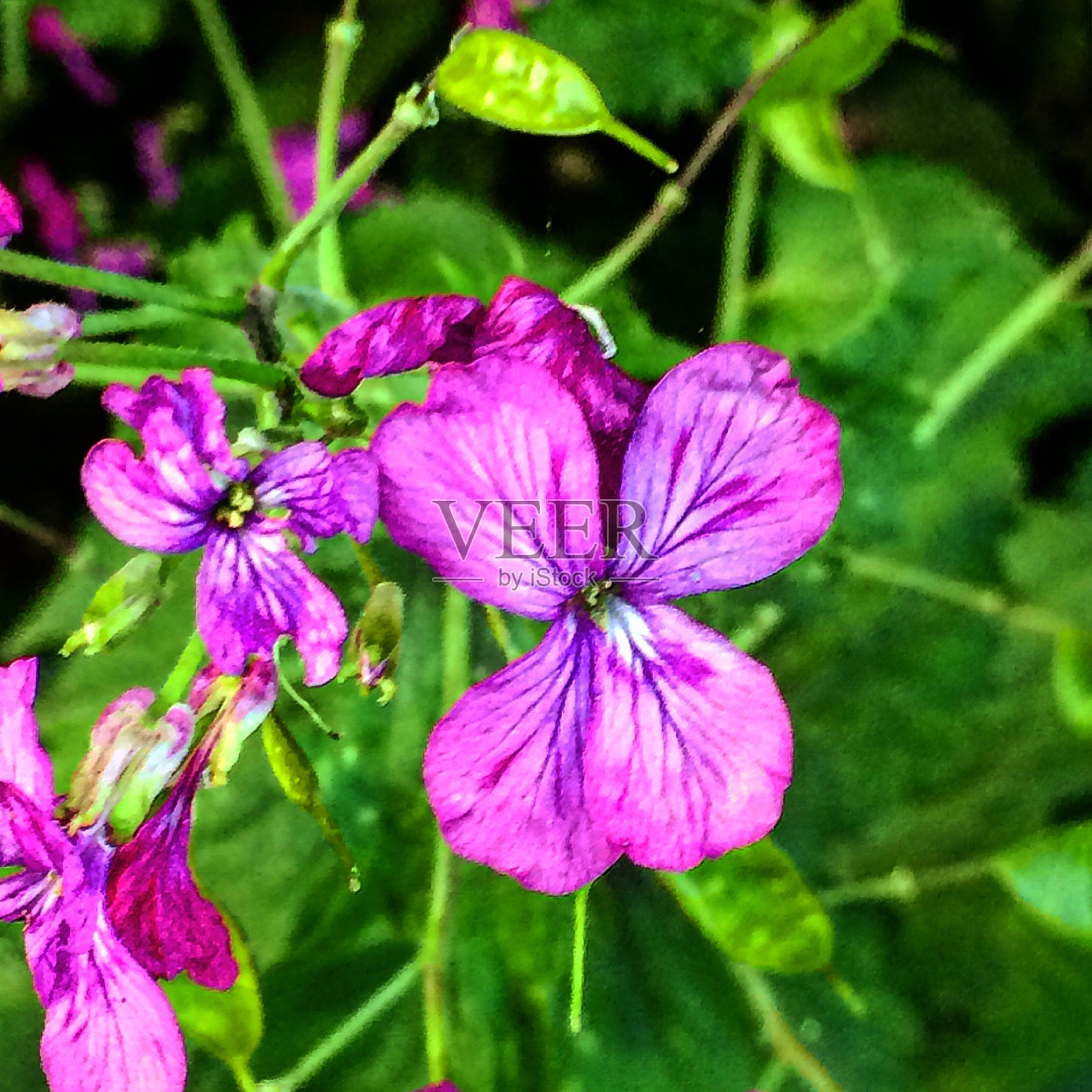 美丽的自然和鲜花照片摄影图片
