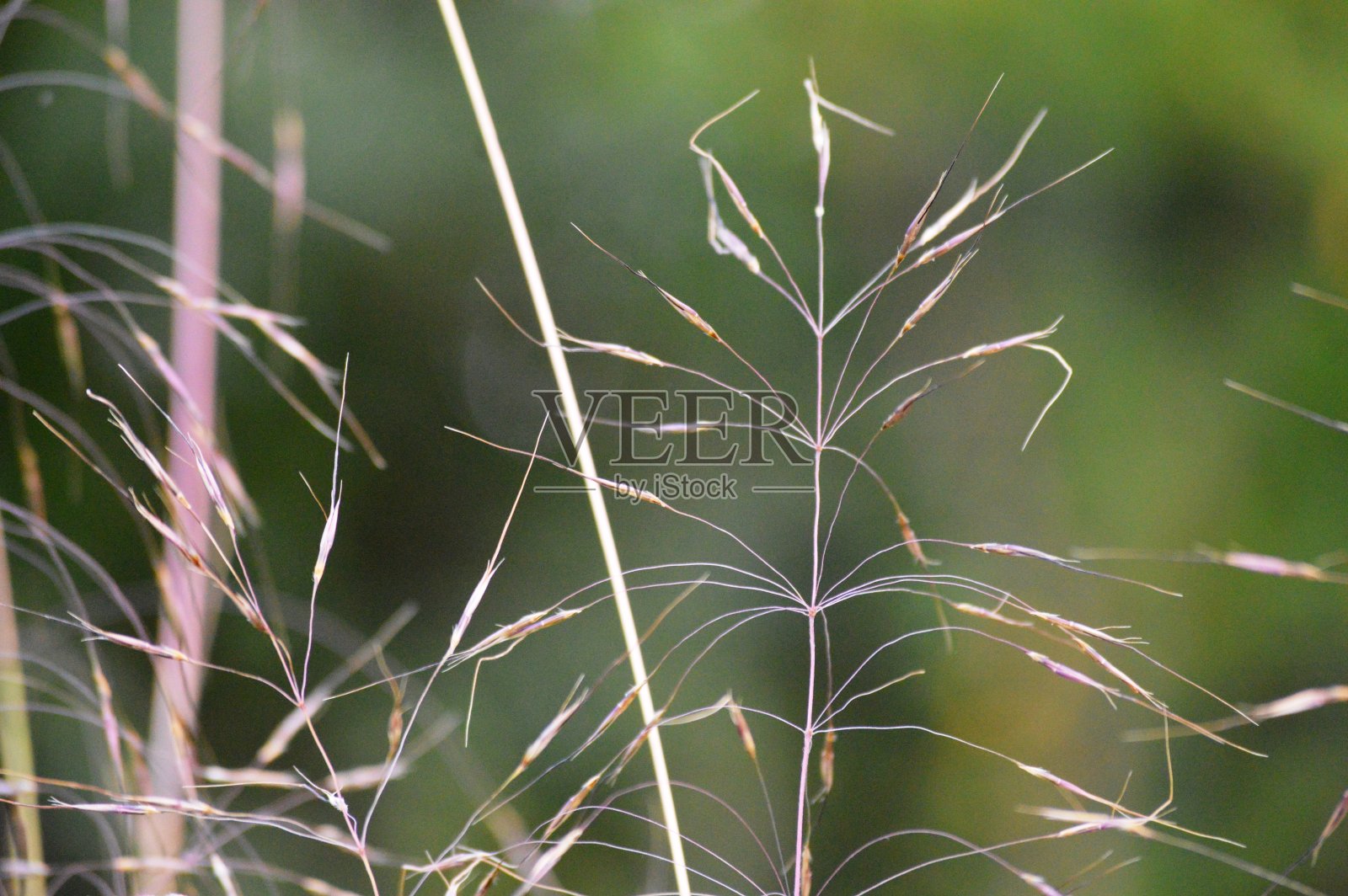 秋天的草叶照片摄影图片