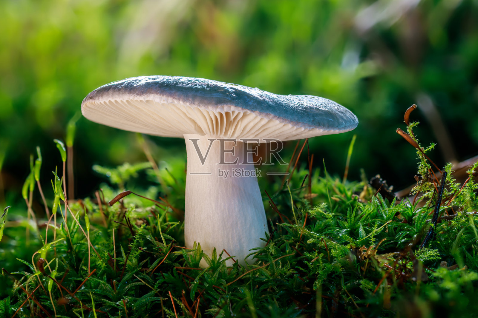 一只长着蓝色帽子和白色茎的蘑菇站在绿色和新鲜的森林穆斯上。也俗称木炭燃烧器(Russula cyanoxantha)照片摄影图片