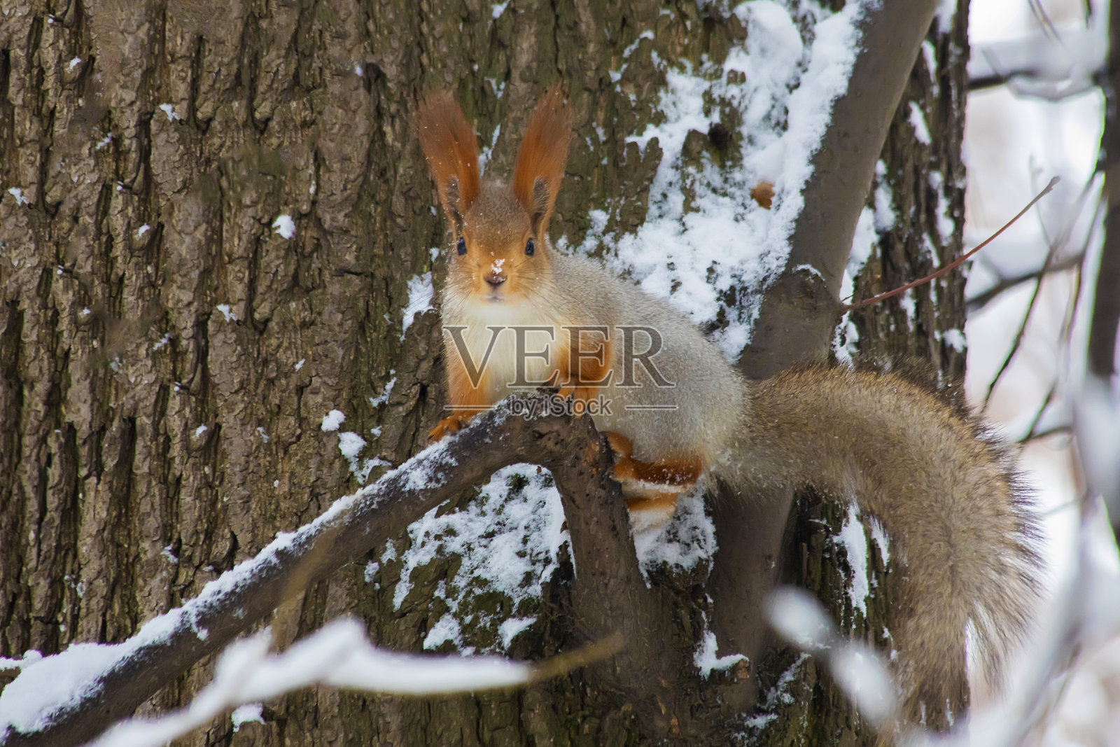 冬天的松鼠坐在树枝上。照片摄影图片