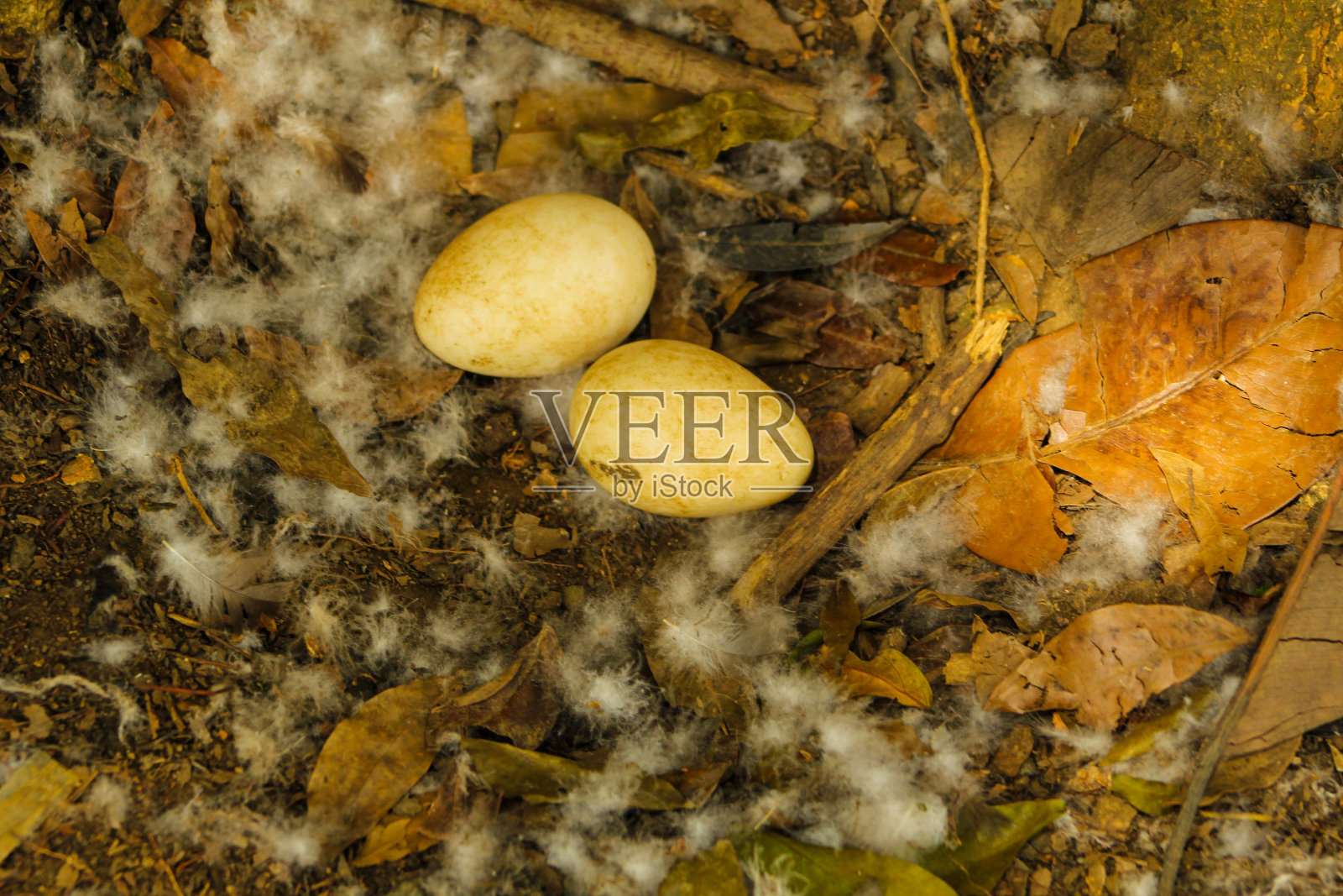 自然界的鸡蛋照片摄影图片