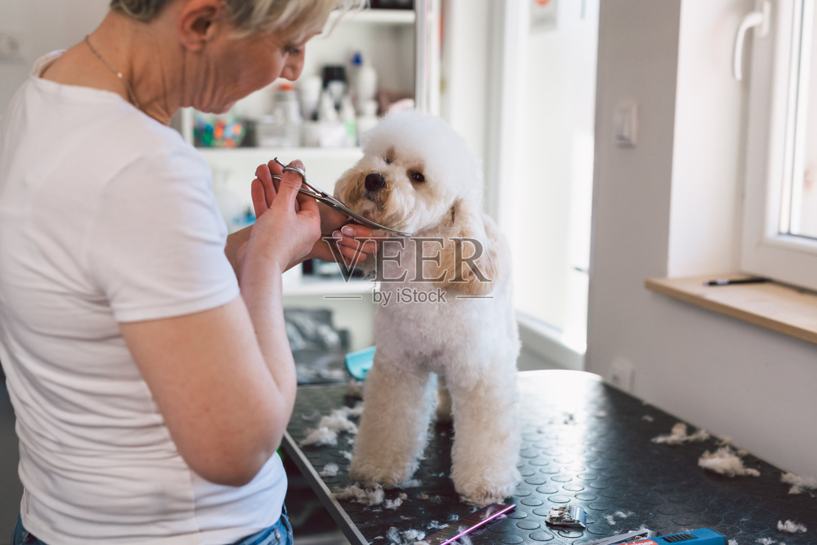 工人理发狗美容沙龙照片摄影图片