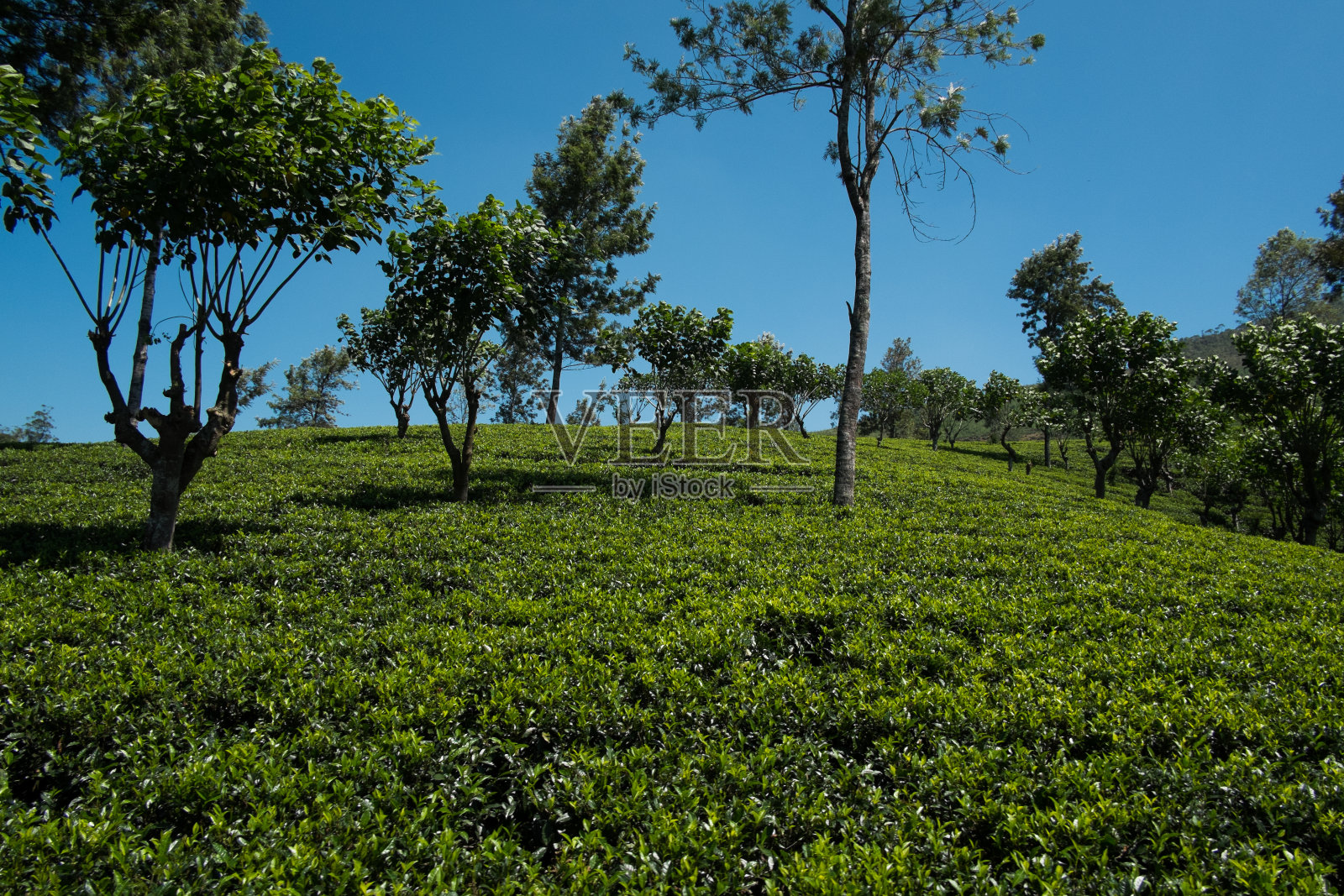茶园。照片摄影图片