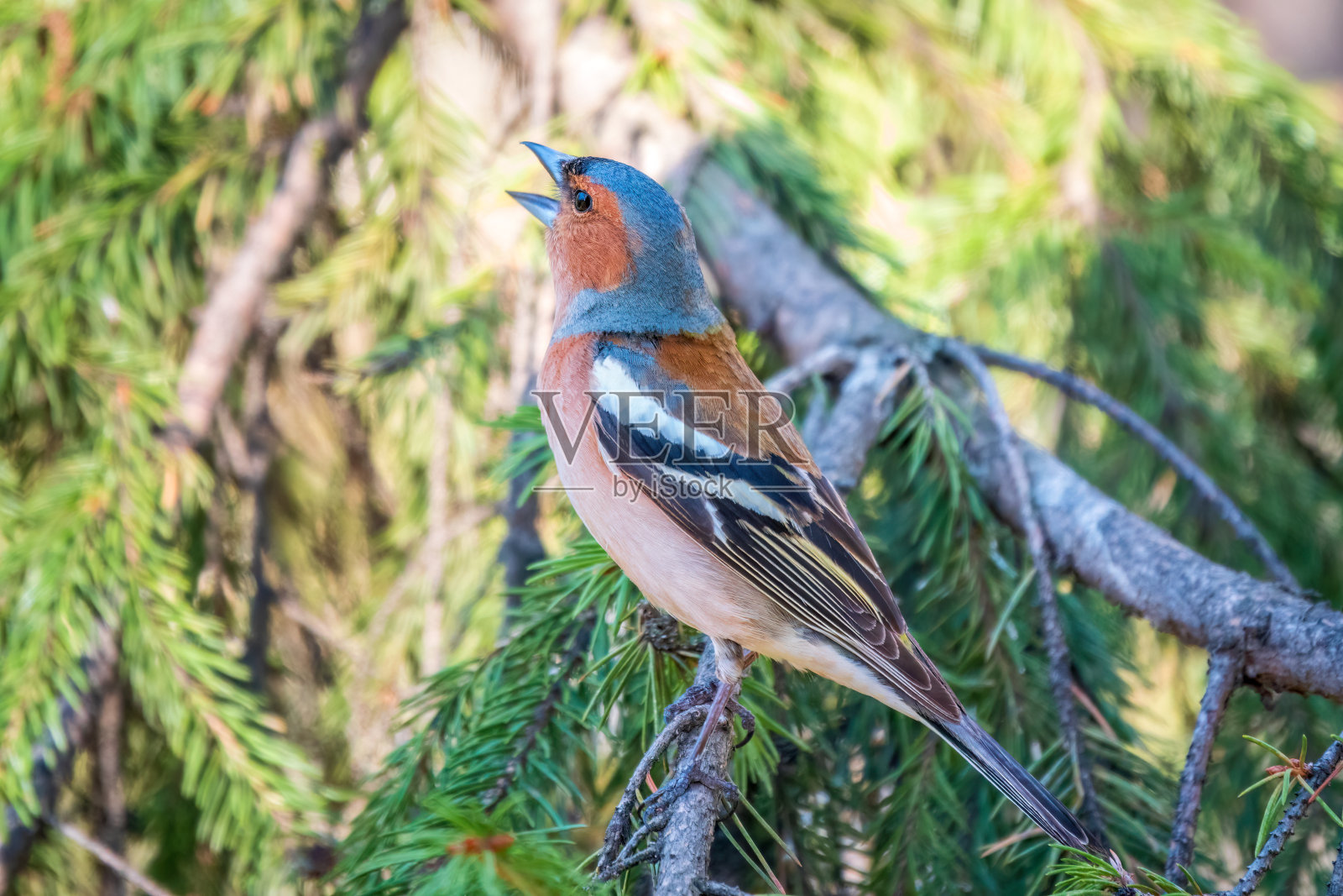 春天，普通的苍头燕雀(Fringilla coelebs)坐在绿色背景下的树枝上。野生动物中常见的苍头燕雀。照片摄影图片