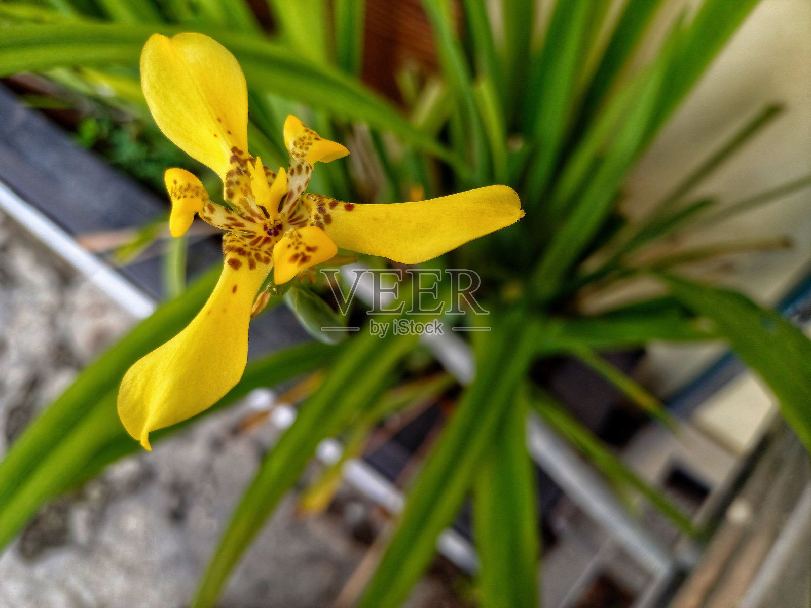 黄色的花照片摄影图片