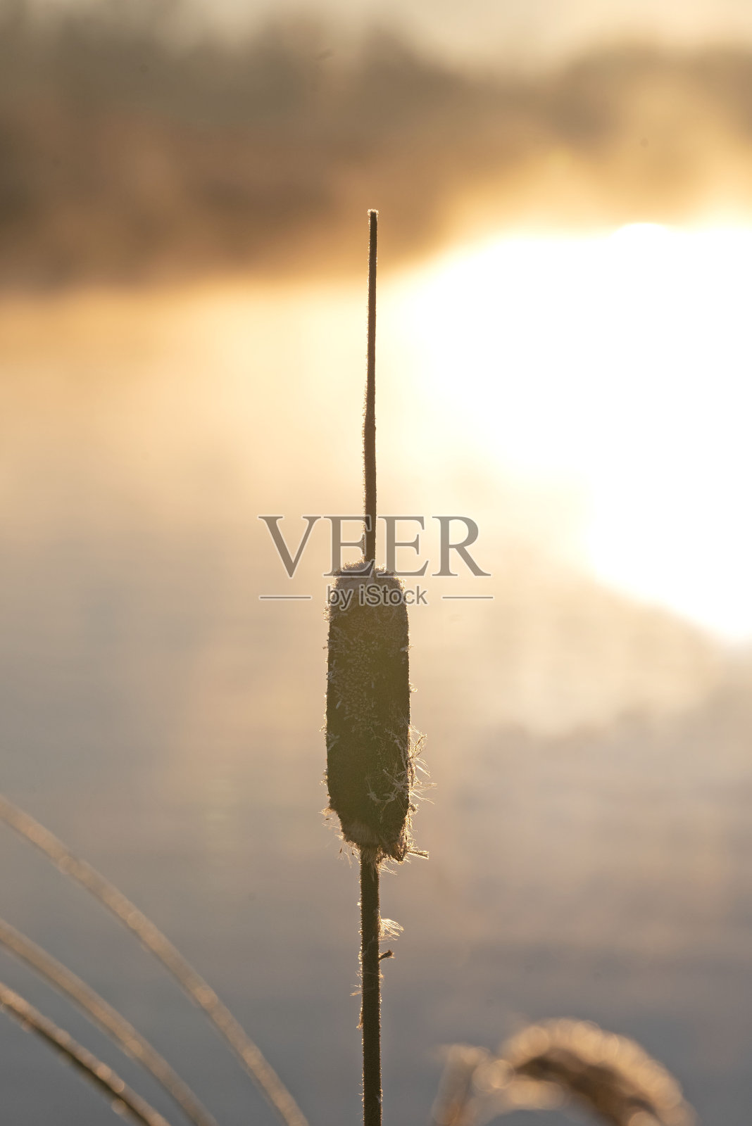 在美丽的冬日清晨，日出时的阔叶香蒲。照片摄影图片