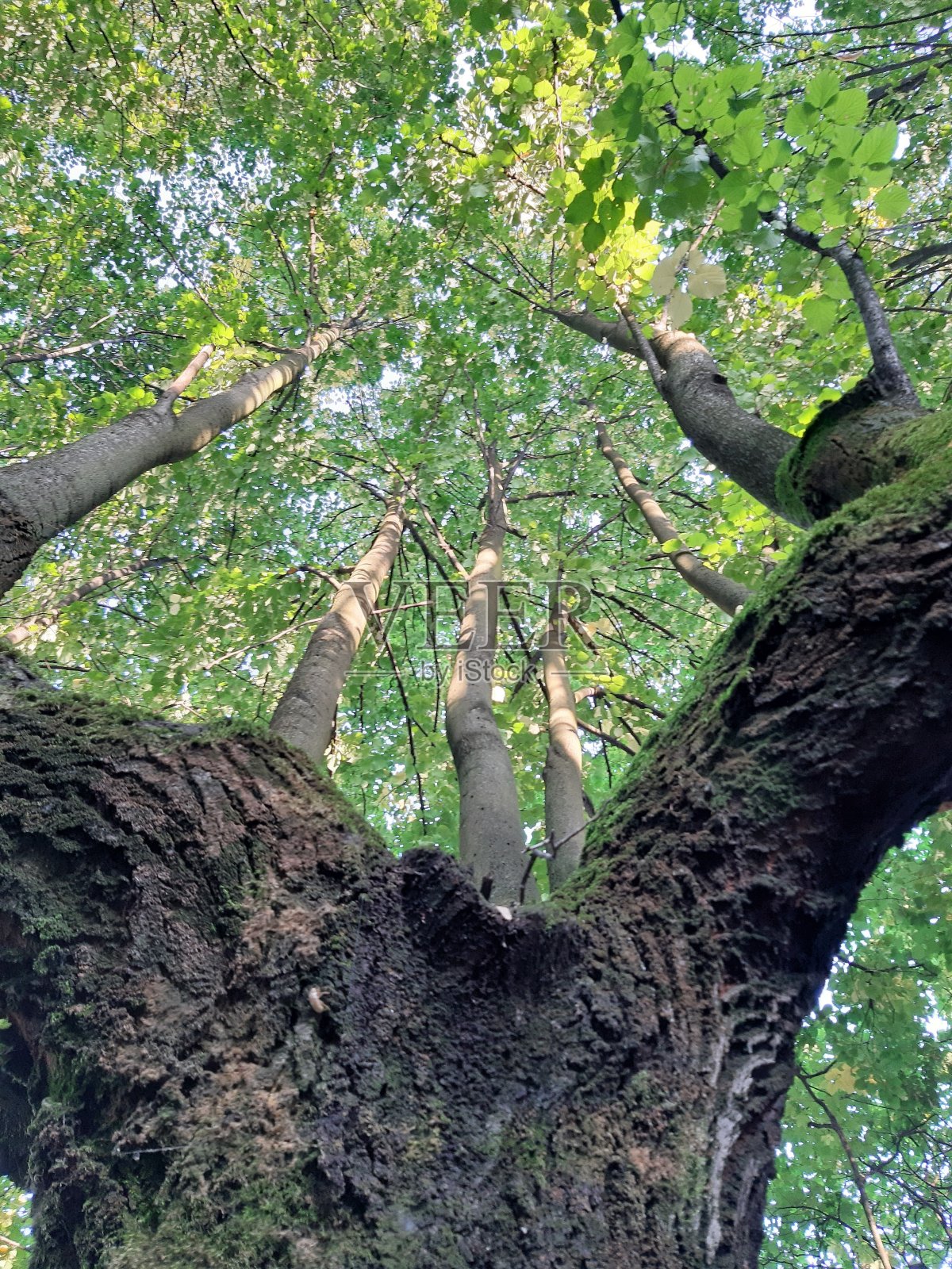 树干和树冠照片摄影图片