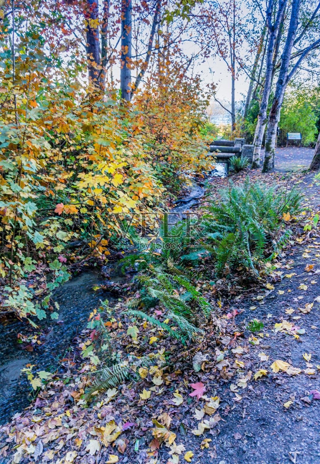 西赫斯特公园秋溪照片摄影图片