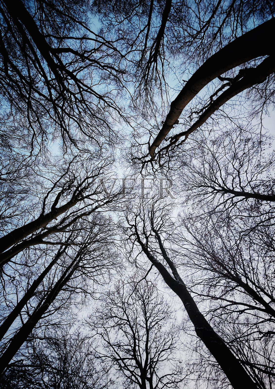 垂直拍摄的光秃秃的树梢照片摄影图片