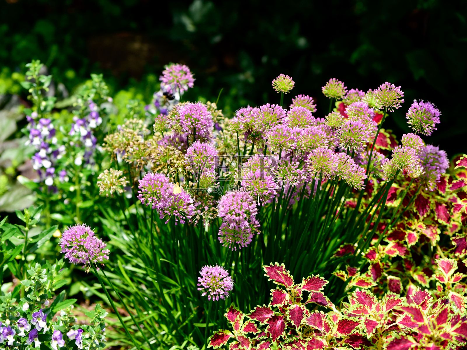 圆头大蒜在花园里开花的特写镜头照片摄影图片