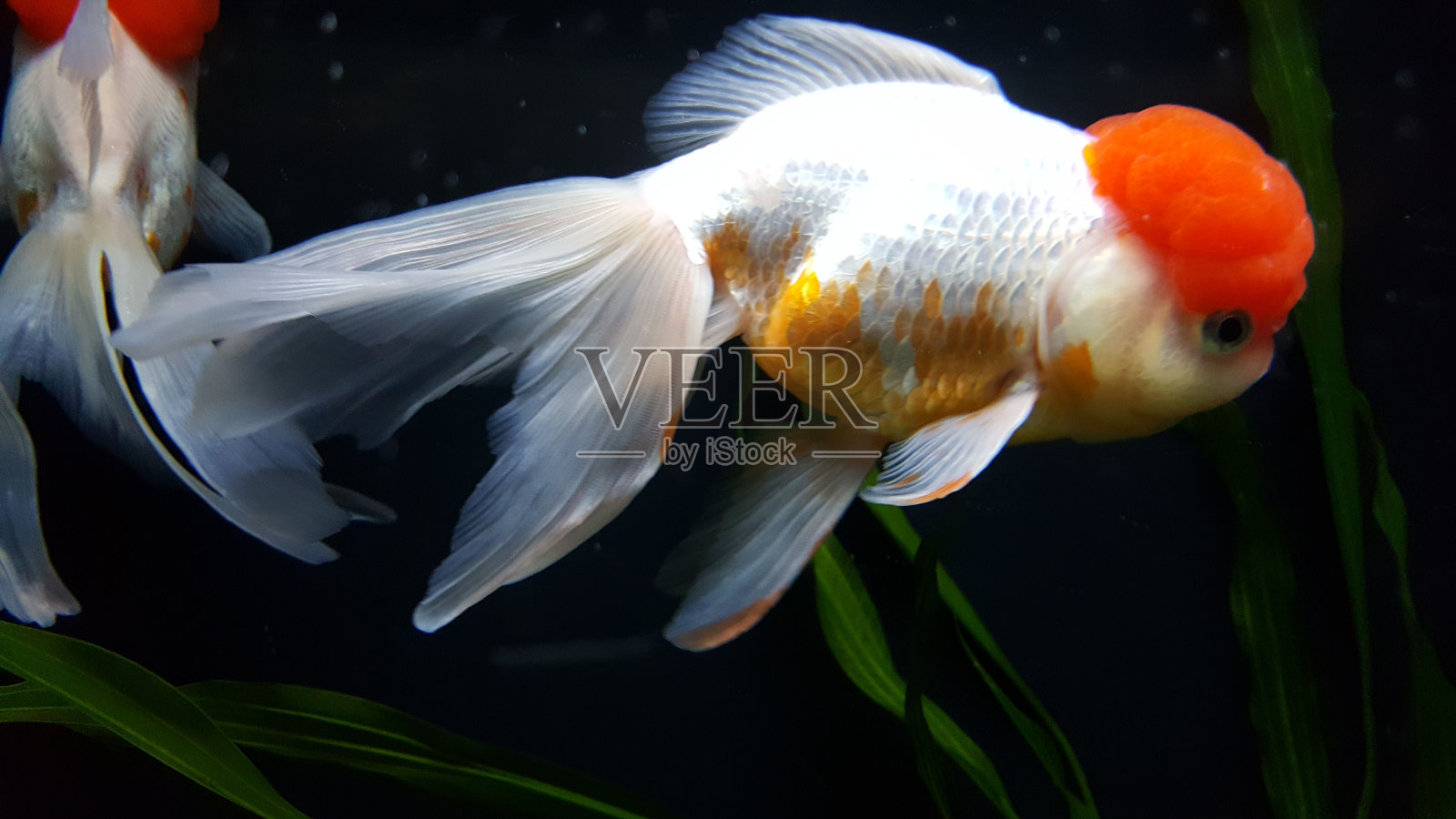 oranda鱼在水中游泳的特写照片摄影图片