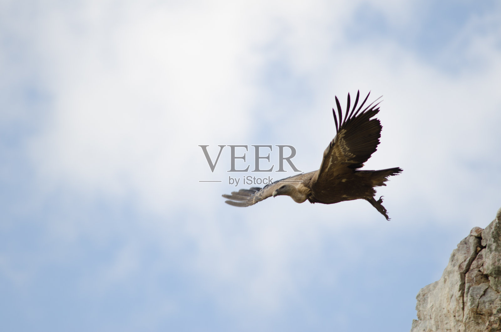 格里芬秃鹫正在飞行。照片摄影图片