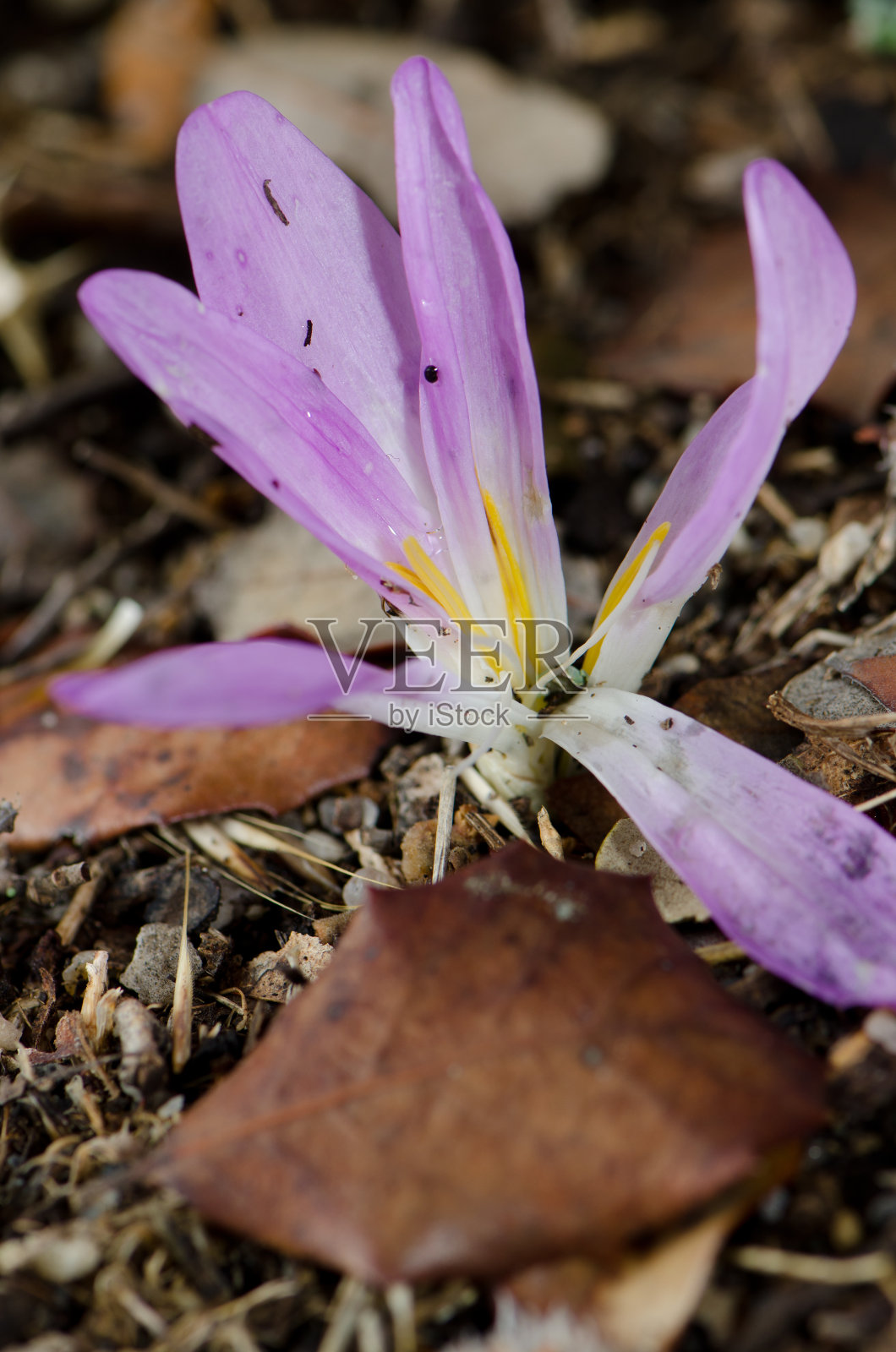 秋天的藏红花。照片摄影图片